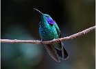 Sue Richardson - Green Violet Ear